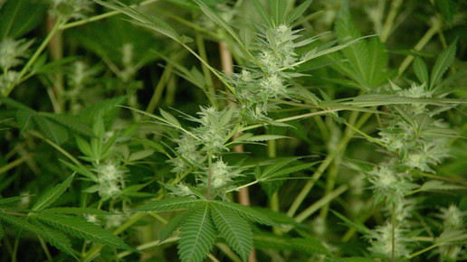 Cannabis Pflanzen ages