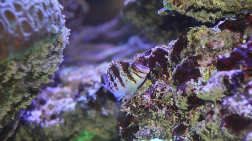 aquarium24 apo dr aurnhammer