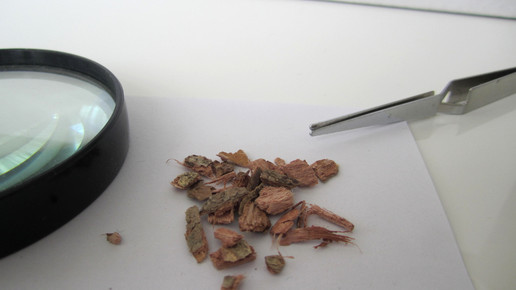 Hamamelidis cortex 1 aa