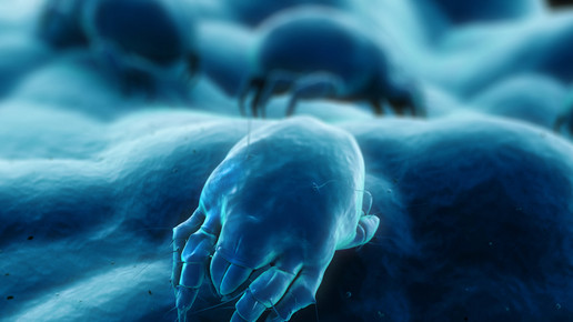 Hausstaubmilbe1  Sebastian Kaulitzki