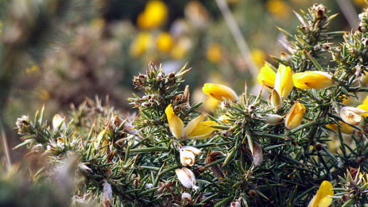 Stechginster Dapfnie Wikipedia CC BY SA 3.0