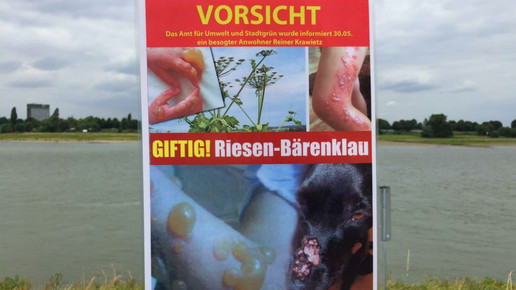 riesenbaerenklau neuss warnung schild