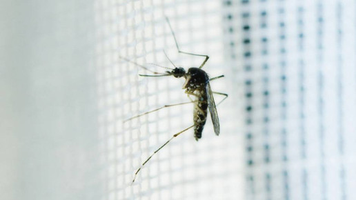 Asiatische Tigermuecke ARTE