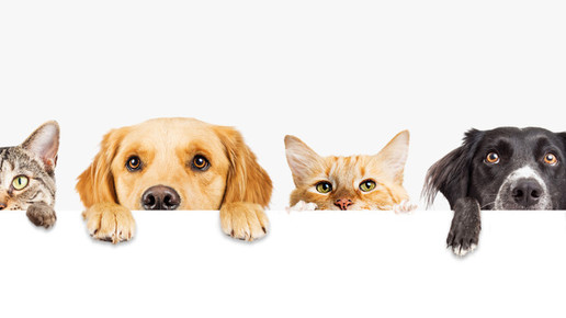 Hund und Katze schauen über eine Kante