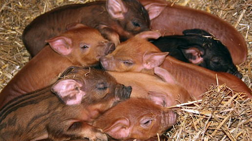 schweinefamilie-2-privat