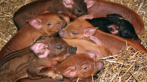 schweinefamilie-2-privat