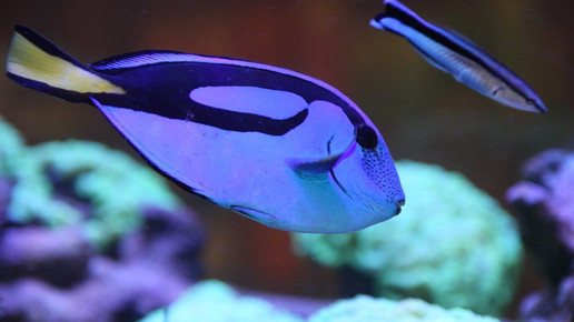 aquarium28 apo dr aurnhammer