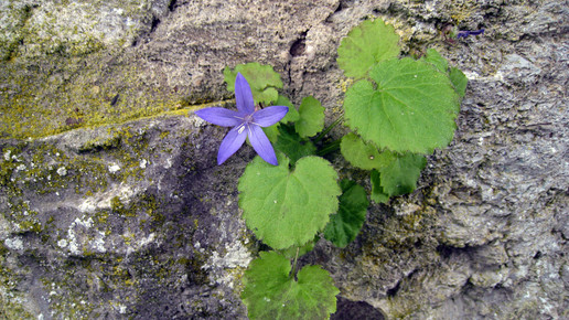 mauerbluemchen Astrid Goetze-Happe pixelio de