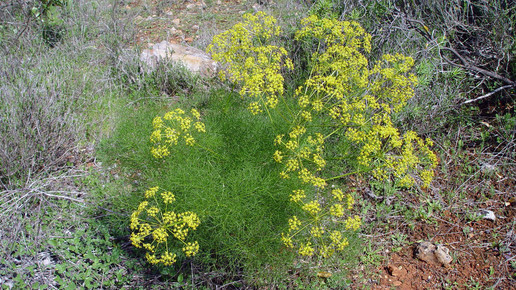 2009-fenchel-Carsten Niehaus-wiki-CC BY-SA 3 0