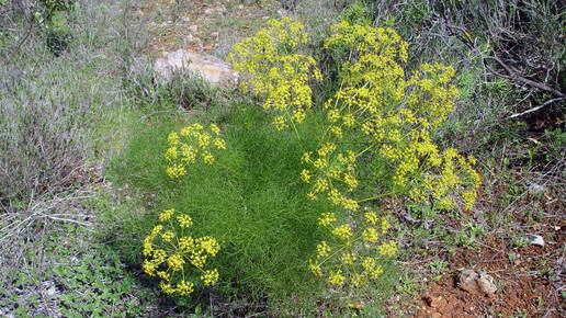 2009-fenchel-Carsten Niehaus-wiki-CC BY-SA 3 0