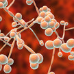Candida albicans bildlich dargestellt