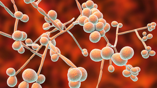 Candida albicans bildlich dargestellt