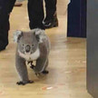 Koala entzückt Apothekenkunden