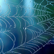 Spinnennetz mit Tautropfen