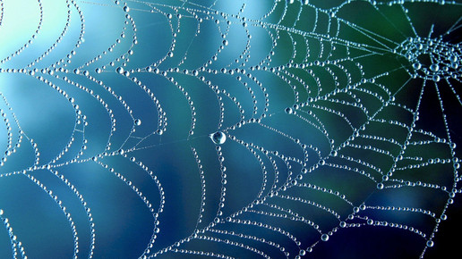 Spinnennetz mit Tautropfen