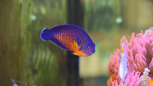 aquarium27 apo dr aurnhammer
