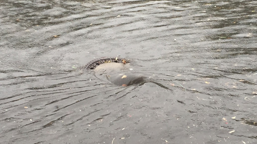 berlin ueberflutet yorkstrasse gully aa