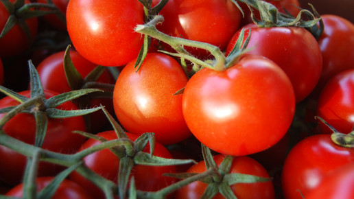 tomaten strauch lose aa