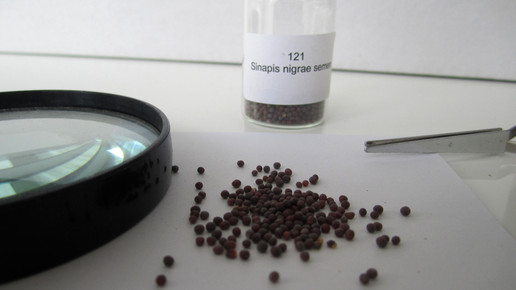 Sinapis nigrae semen 2 aa