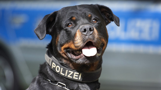 Muffin fasst Apothekeneinbrecher