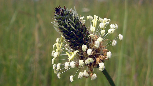 2014-spitzwegerich-Hans Hillewaert-wiki-CC BY-SA 3 0