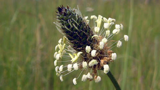 2014-spitzwegerich-Hans Hillewaert-wiki-CC BY-SA 3 0