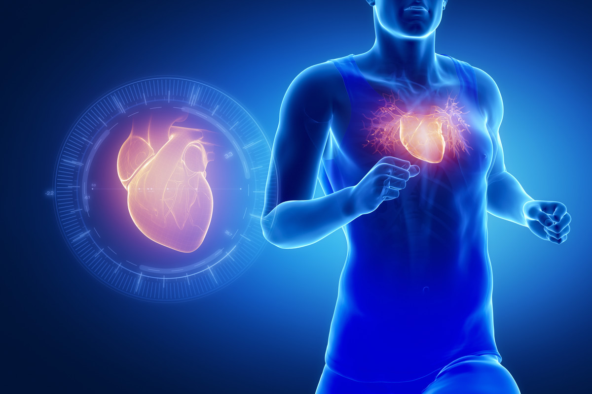 Anatomische Erkältungsreise: Herz und Herzmuskel