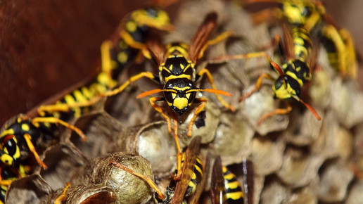 Wespen krabbeln auf einem Nest.