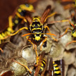 Wespen krabbeln auf einem Nest.