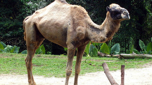 Camelus dromedarius in Singapore Zoo wiki