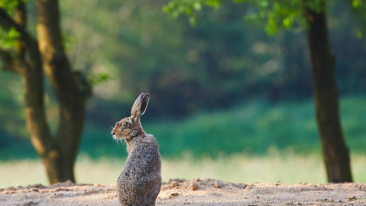 Zoonose: Hasenpest auch auf Menschen übertragbar
