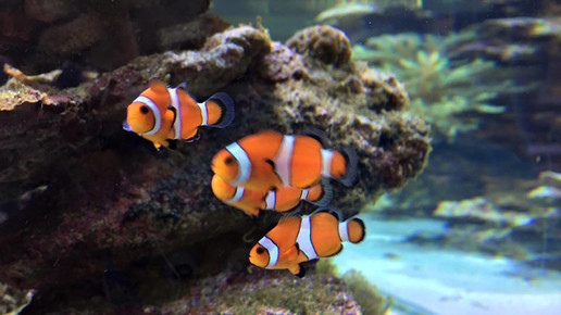 aquarium21 nelken-apo