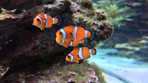 aquarium21 nelken-apo