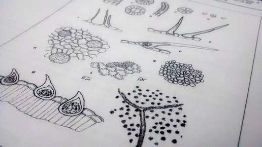 cannabis monographie aa