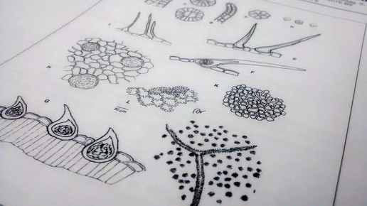 cannabis monographie aa