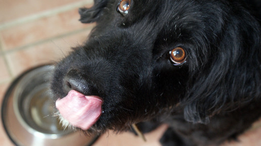 hund napf Karoline Doll pixelio de