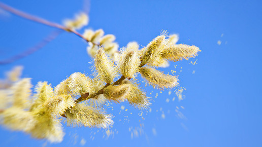 Klimawandel verstärkt Allergie-Probleme