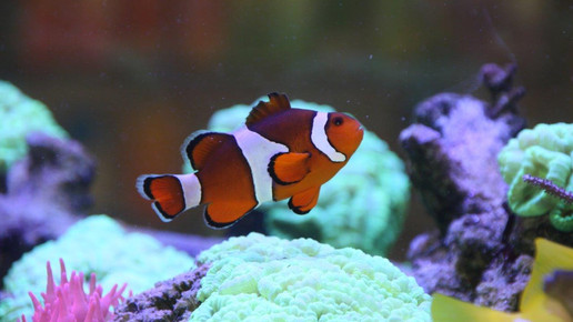 aquarium20 apo dr aurnhammer