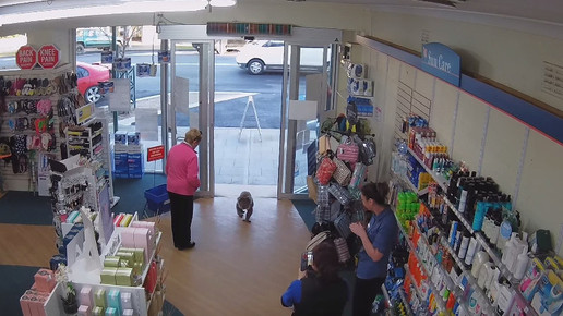 Koala in Apotheke 6 Screenshot