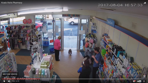 Koala in Apotheke 6 Screenshot