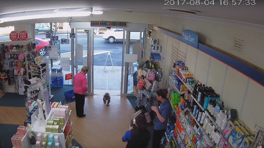 Koala in Apotheke 6 Screenshot