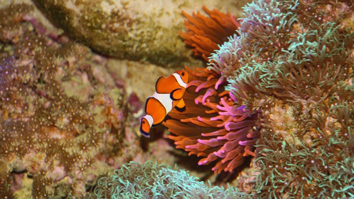 aquarium31 apo dr aurnhammer