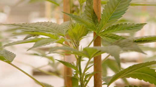 Cannabis Anbau ages ages