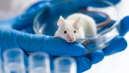 USA: Arzneimittelentwicklung ohne Tierversuche