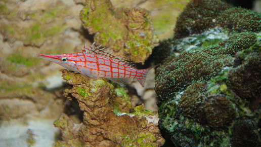 aquarium7 nelken-apo