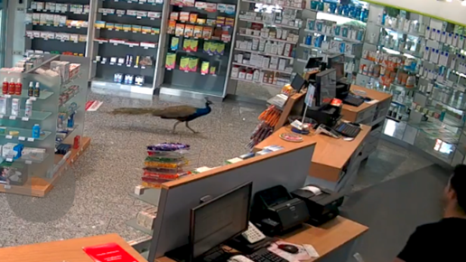 Pfau sucht Apothekenkosmetik