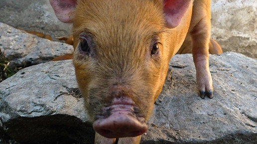 Schweinepest: Weitere 18 Fälle nahe der deutschen Grenze