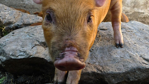 schwein-einzeln-privat