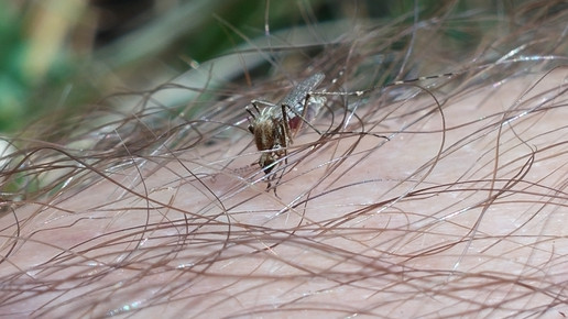 Ochlerotatus spec. Gloyna 2014