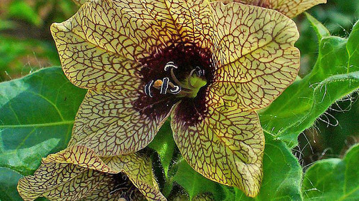 schwarzes bilsenkraut hzell cc by sa 30 wiki